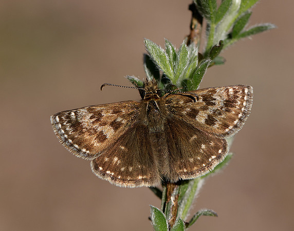 Dingy Skipper Erynnis tages