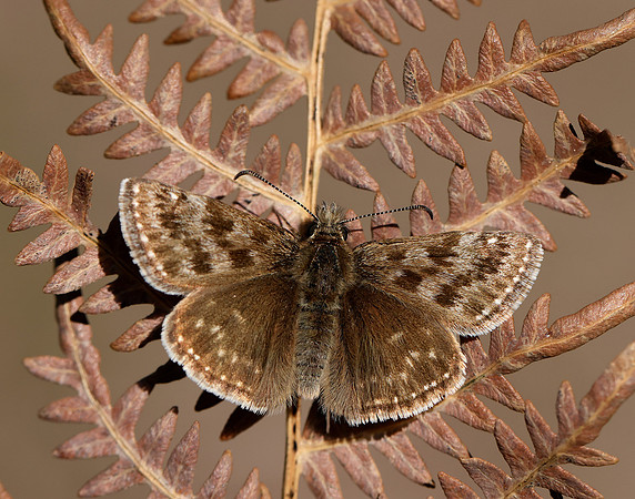 Dingy Skipper Erynnis tages