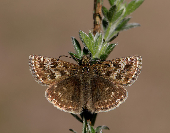 Dingy Skipper Erynnis tages