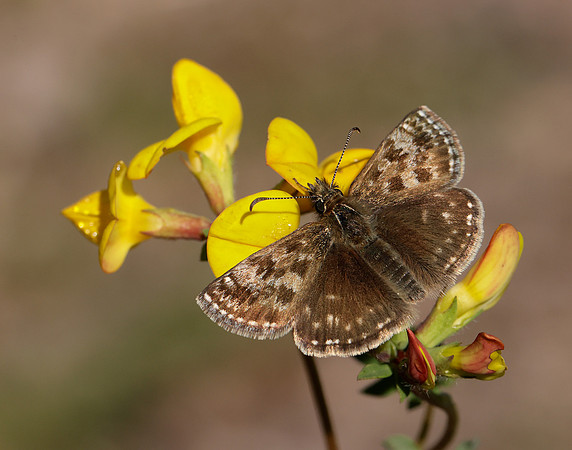 Dingy Skipper Erynnis tages