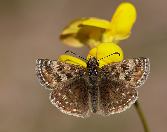 Dingy Skipper Erynnis tages