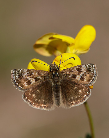 Dingy Skipper Erynnis tages