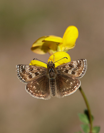 Dingy Skipper Erynnis tages