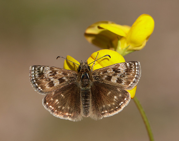 Dingy Skipper Erynnis tages