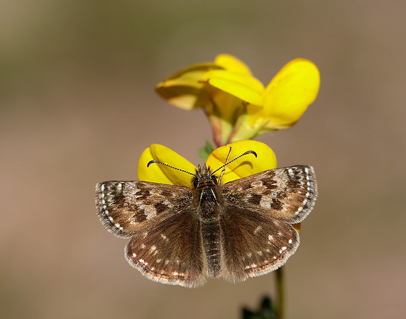 Dingy Skipper Erynnis tages