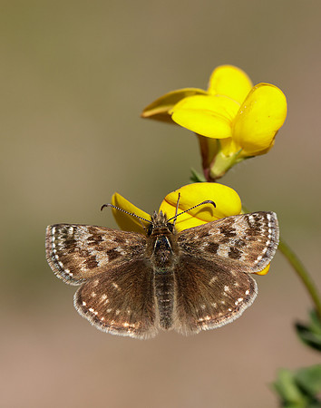 Dingy Skipper Erynnis tages
