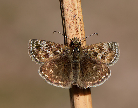 Dingy Skipper Erynnis tages