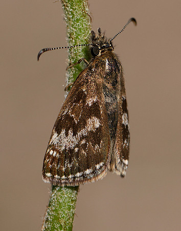 Dingy Skipper Erynnis tages