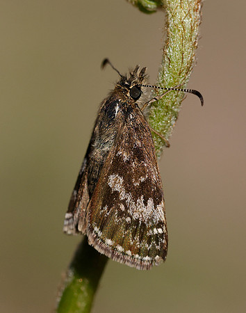 Dingy Skipper Erynnis tages