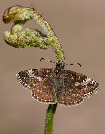 Dingy Skipper Erynnis tages