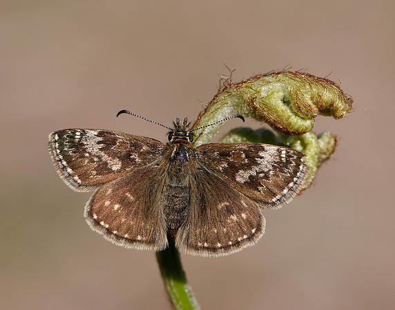 Dingy Skipper Erynnis tages