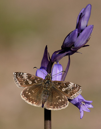 Dingy Skipper Erynnis tages