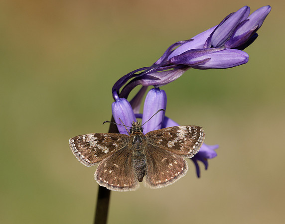 Dingy Skipper Erynnis tages