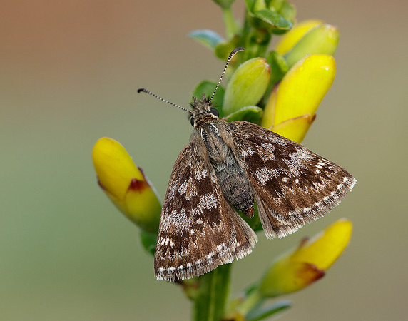 Dingy Skipper Erynnis tages