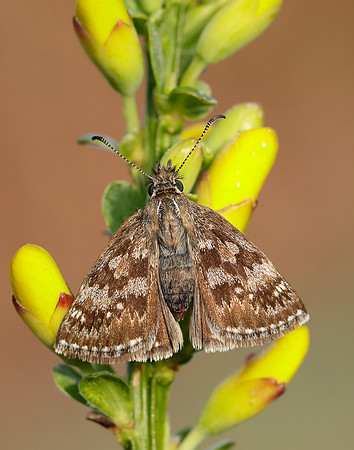 Dingy Skipper Erynnis tages