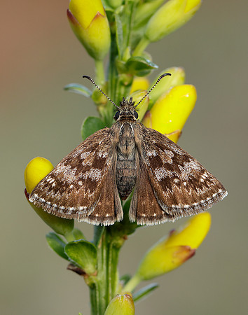 Dingy Skipper Erynnis tages