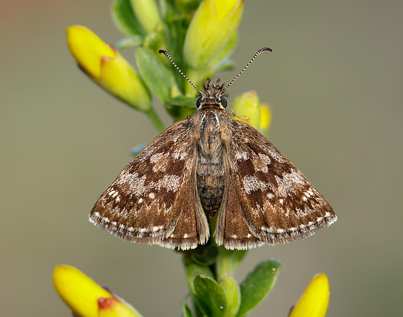 Dingy Skipper Erynnis tages