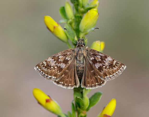 Dingy Skipper Erynnis tages