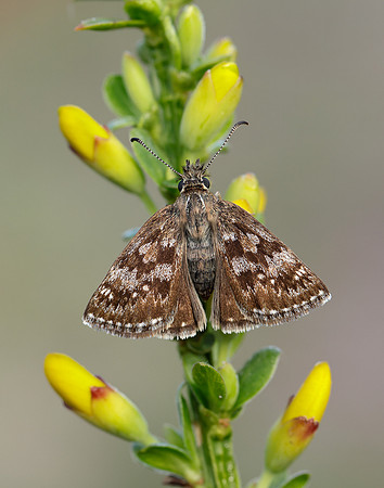 Dingy Skipper Erynnis tages