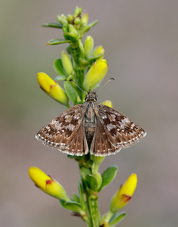 Dingy Skipper Erynnis tages