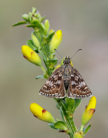 Dingy Skipper Erynnis tages