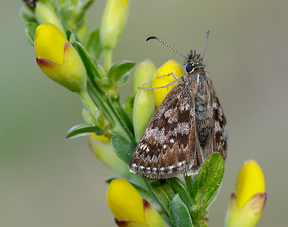 Dingy Skipper Erynnis tages