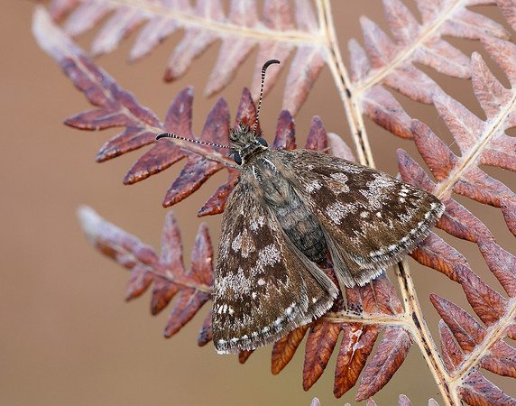 Dingy Skipper Erynnis tages