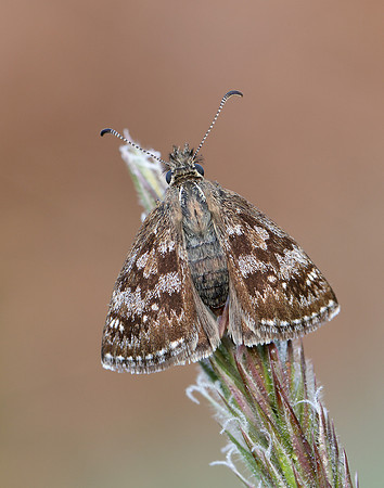 Dingy Skipper Erynnis tages