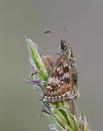 Dingy Skipper Erynnis tages