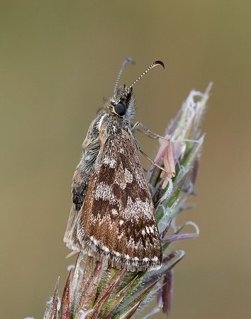 Dingy Skipper Erynnis tages