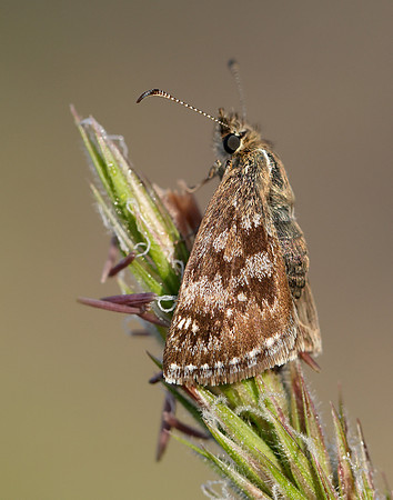 Dingy Skipper Erynnis tages