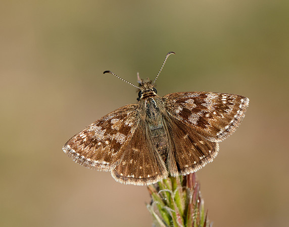 Dingy Skipper Erynnis tages
