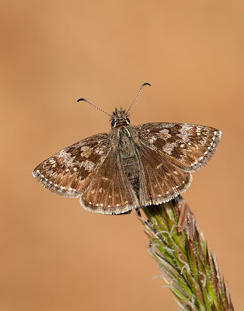 Dingy Skipper Erynnis tages