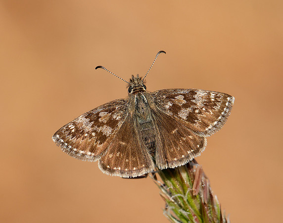 Dingy Skipper Erynnis tages