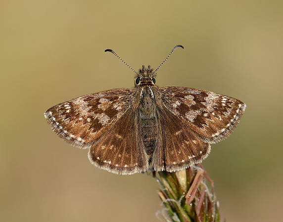 Dingy Skipper Erynnis tages