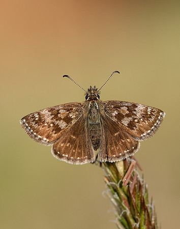 Dingy Skipper Erynnis tages