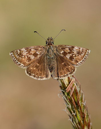 Dingy Skipper Erynnis tages