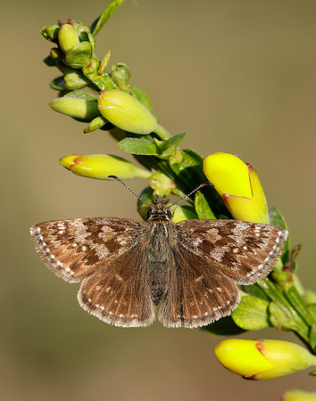 Dingy Skipper Erynnis tages