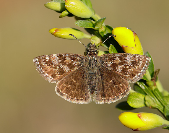 Dingy Skipper Erynnis tages