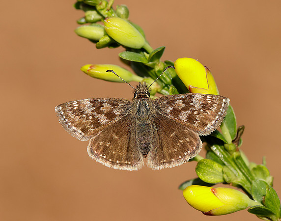 Dingy Skipper Erynnis tages