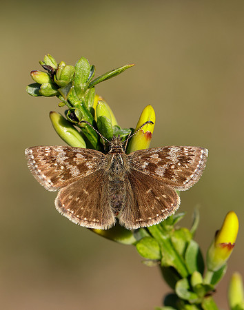 Dingy Skipper Erynnis tages