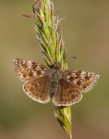 Dingy Skipper Erynnis tages