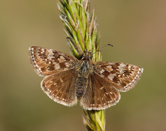 Dingy Skipper Erynnis tages