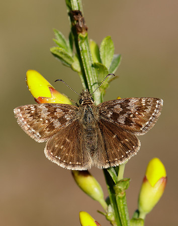 Dingy Skipper Erynnis tages