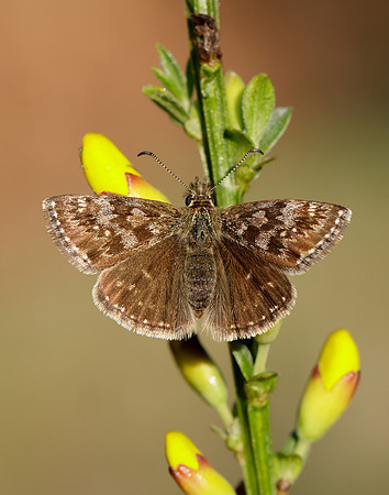 Dingy Skipper Erynnis tages