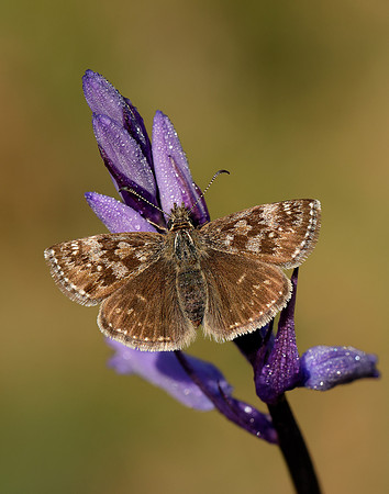Dingy Skipper Erynnis tages