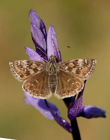 Dingy Skipper Erynnis tages