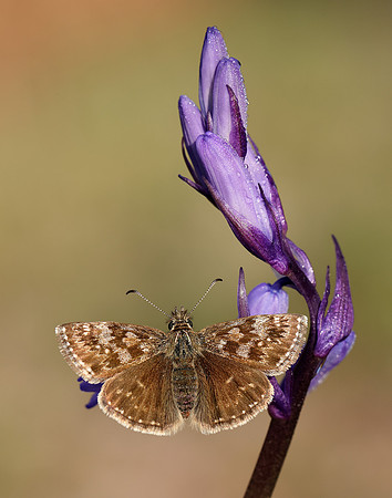 Dingy Skipper Erynnis tages
