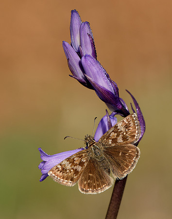 Dingy Skipper Erynnis tages