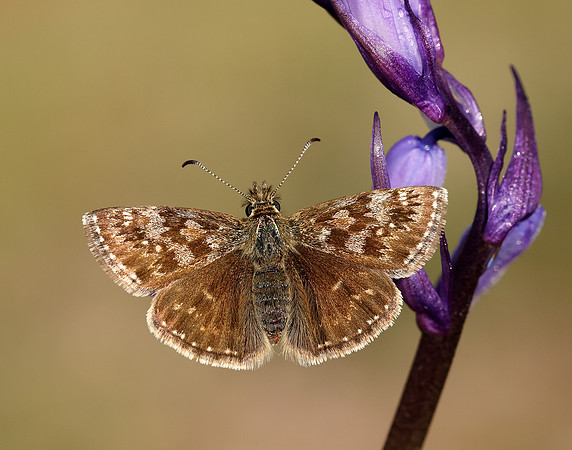 Dingy Skipper Erynnis tages
